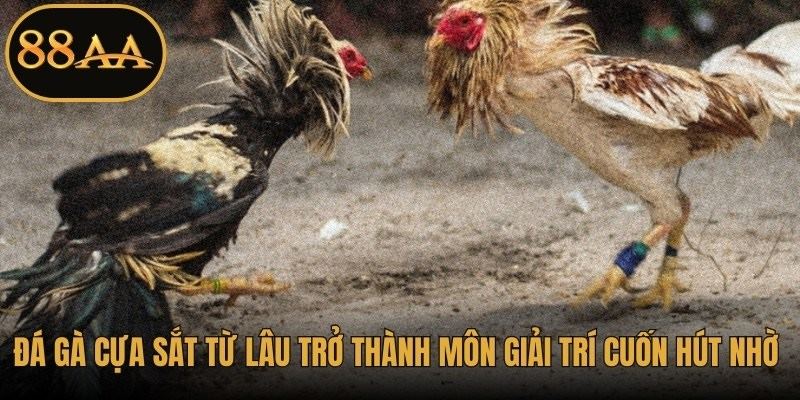 Đá gà cựa sắt từ lâu trở thành môn giải trí cuốn hút nhờ nhịp độ nhanh